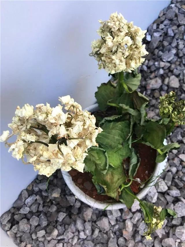 这10种花，年年收空盆，没点经验还真不敢养