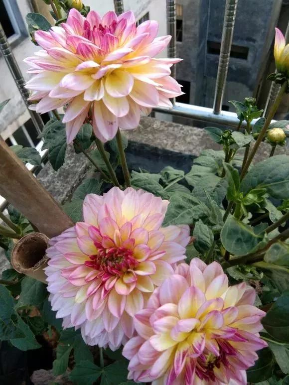 3种球丢盆里，一不小心花儿开满盆，四季花不断，美翻了