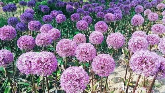 3种球丢盆里，一不小心花儿开满盆，四季花不断，美翻了