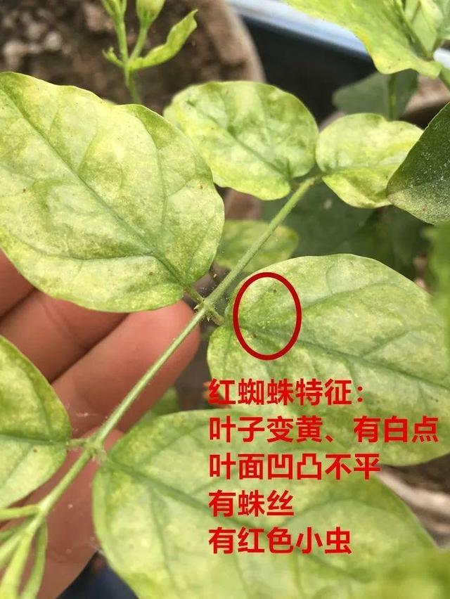 这10种花，年年收空盆，没点经验还真不敢养