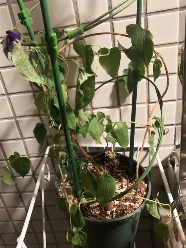 这10种花，年年收空盆，没点经验还真不敢养