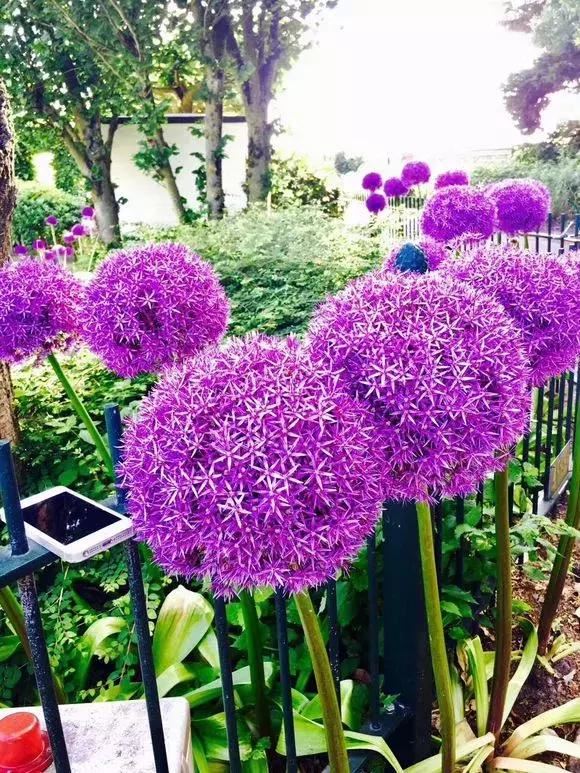 3种球丢盆里，一不小心花儿开满盆，四季花不断，美翻了