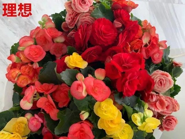 这10种花，年年收空盆，没点经验还真不敢养