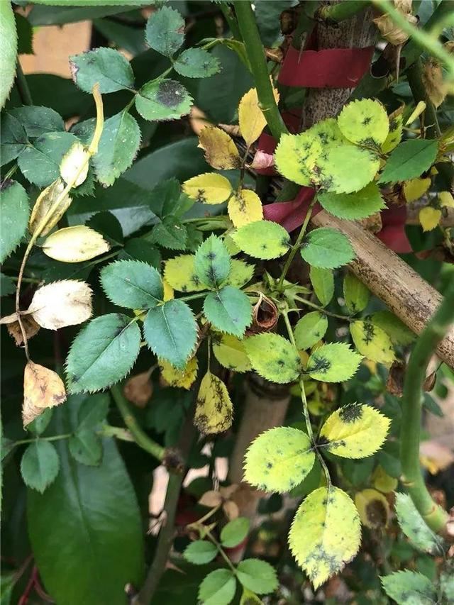 这10种花，年年收空盆，没点经验还真不敢养