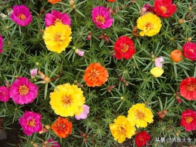 推荐10款花期超长的花卉，在家种上一盆，能看一年