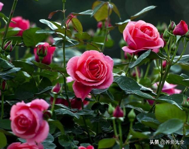 推荐10款花期超长的花卉，在家种上一盆，能看一年