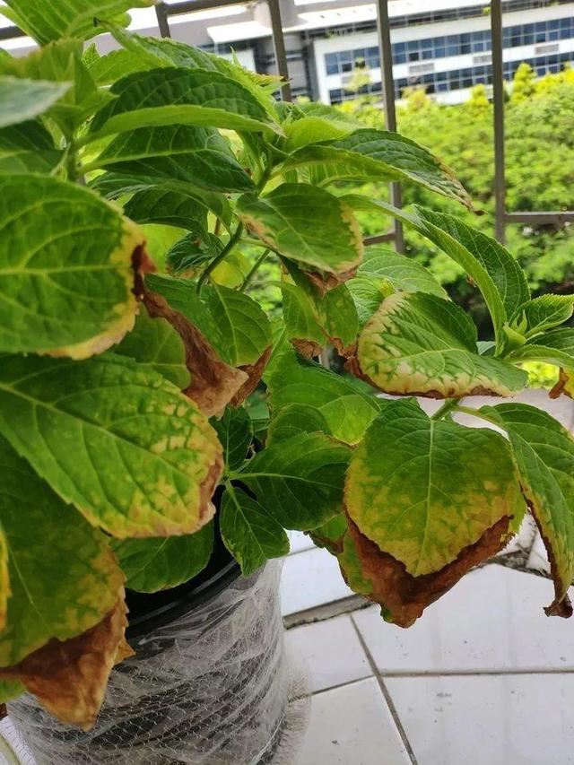 这10种花，年年收空盆，没点经验还真不敢养