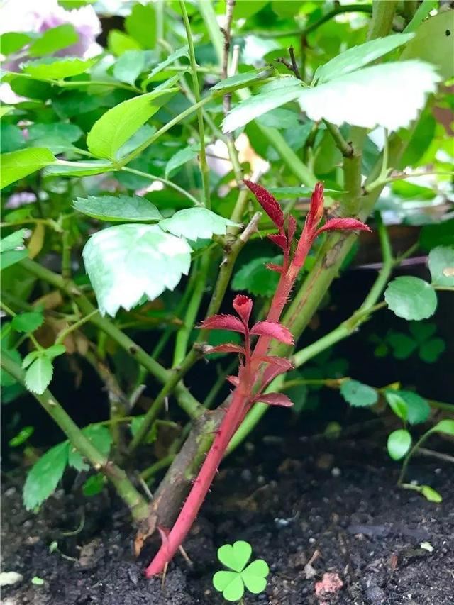 这10种花，年年收空盆，没点经验还真不敢养