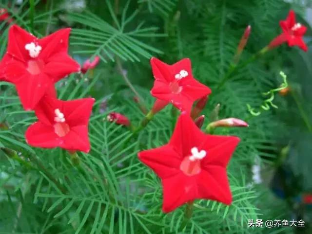 推荐10款花期超长的花卉，在家种上一盆，能看一年