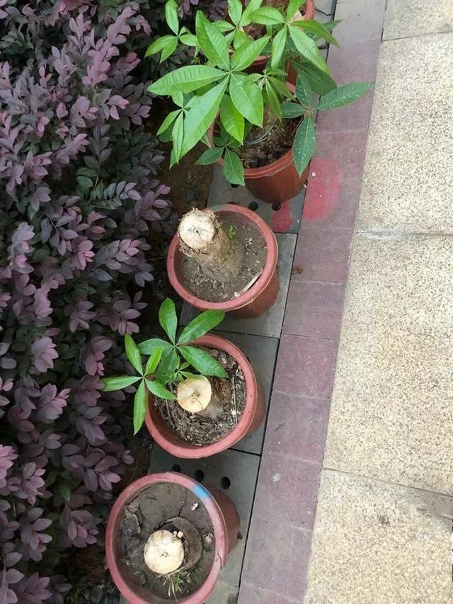 这10种花，年年收空盆，没点经验还真不敢养