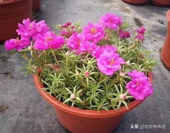 “4种花”最难养，1个月不浇水，才能花开满枝头，越懒越好