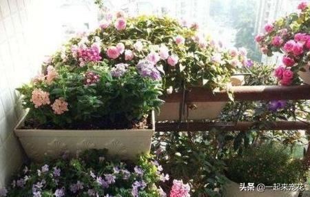 别再花钱买营养土,户外2种土,用来养花,疏松透气,养啥旺啥 别再花钱买营养土,户外2种土,用来养花,疏松透气,养啥旺啥