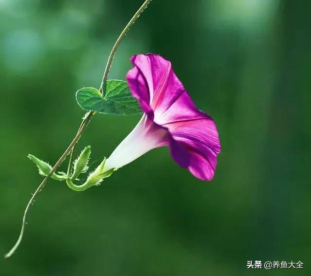 推荐10款花期超长的花卉，在家种上一盆，能看一年