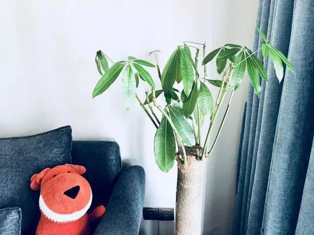 这10种花，年年收空盆，没点经验还真不敢养