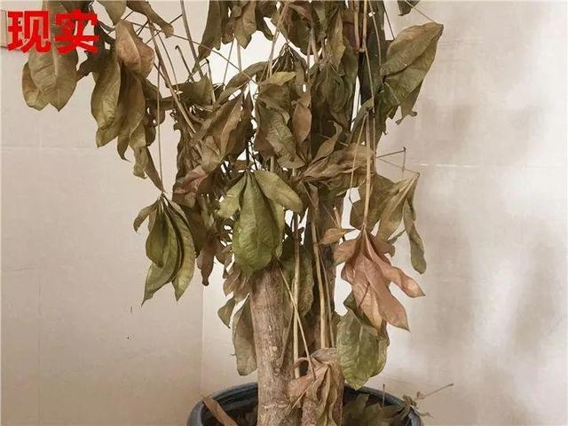 这10种花，年年收空盆，没点经验还真不敢养