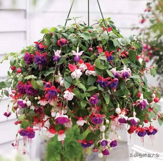 推荐10款花期超长的花卉，在家种上一盆，能看一年