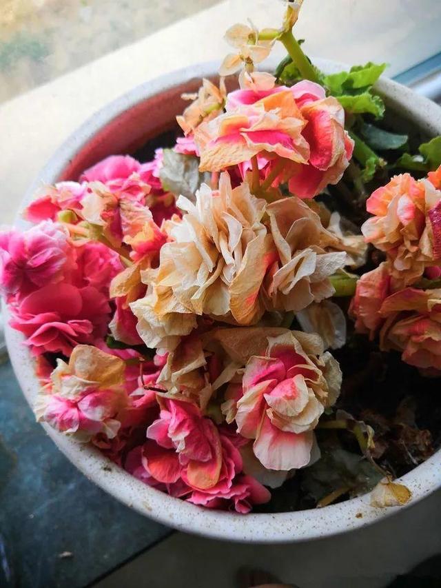 这10种花，年年收空盆，没点经验还真不敢养