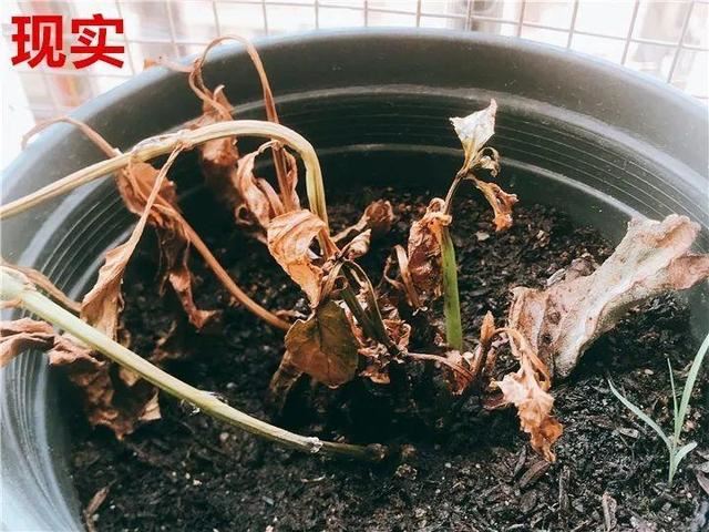 这10种花，年年收空盆，没点经验还真不敢养