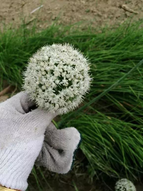 3种球丢盆里，一不小心花儿开满盆，四季花不断，美翻了