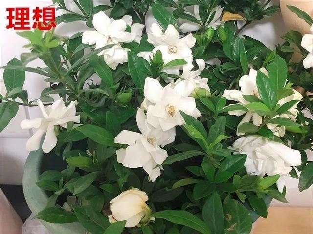 这10种花，年年收空盆，没点经验还真不敢养
