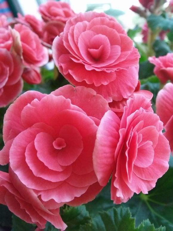 一种常见花，却这么“难养”，谁养好了它，肯定是养花高手