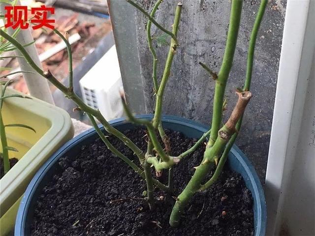 这10种花，年年收空盆，没点经验还真不敢养