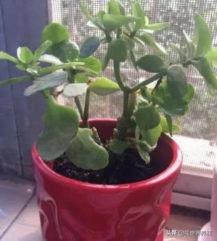 同样养的“开花机器”，为何别人花多压弯枝，而自家却越开越少？