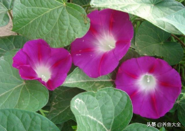 推荐10款花期超长的花卉，在家种上一盆，能看一年