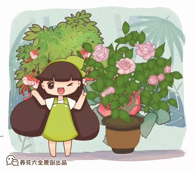 这10种花，年年收空盆，没点经验还真不敢养