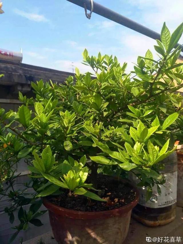 这10种花，年年收空盆，没点经验还真不敢养