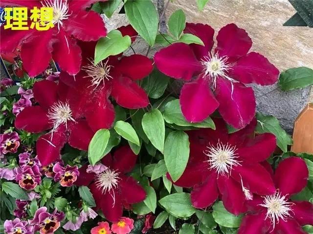 这10种花，年年收空盆，没点经验还真不敢养