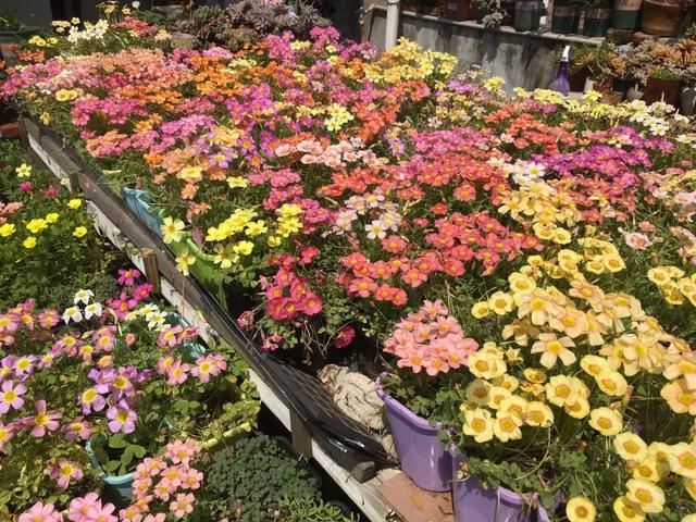 3种球丢盆里，一不小心花儿开满盆，四季花不断，美翻了