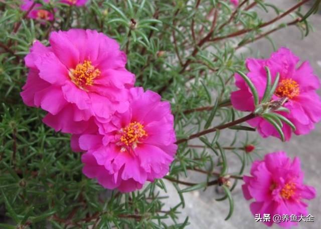 推荐10款花期超长的花卉，在家种上一盆，能看一年