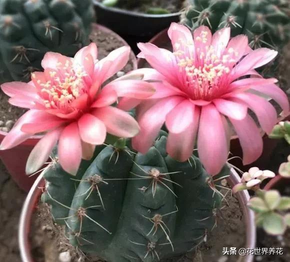 “4种花”最难养，1个月不浇水，才能花开满枝头，越懒越好