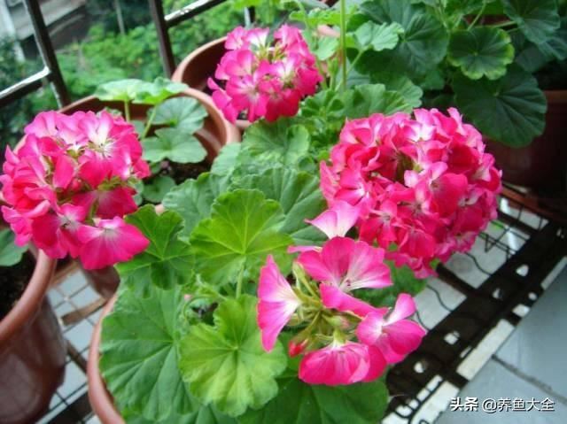 推荐10款花期超长的花卉，在家种上一盆，能看一年