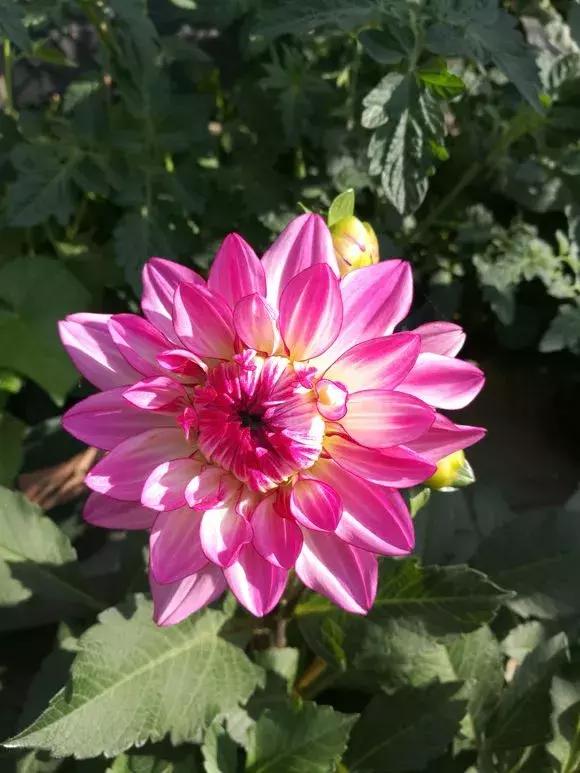 3种球丢盆里，一不小心花儿开满盆，四季花不断，美翻了