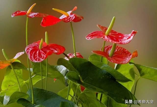 推荐10款花期超长的花卉，在家种上一盆，能看一年