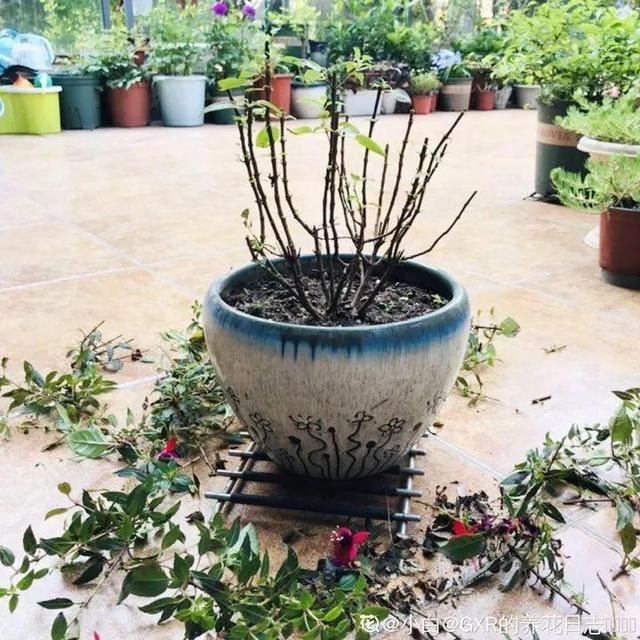 这10种花，年年收空盆，没点经验还真不敢养