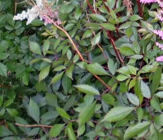 这几种植物很适合种在树荫下，散射光下就有艳丽的花朵观赏