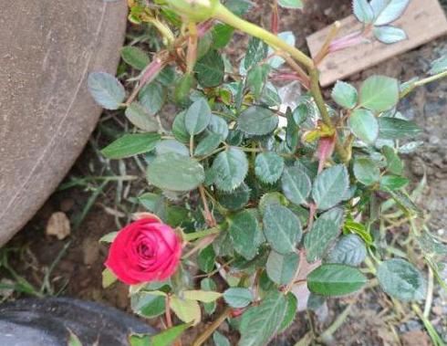 养花就用它做花肥，半年追加一次，比柳枝水、阿司匹林实用