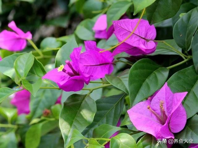 推荐10款花期超长的花卉，在家种上一盆，能看一年