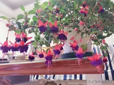 这“3种”,好养又漂亮,见的人都说“美” 这“3种”,好养又漂亮,见的人都说“美”