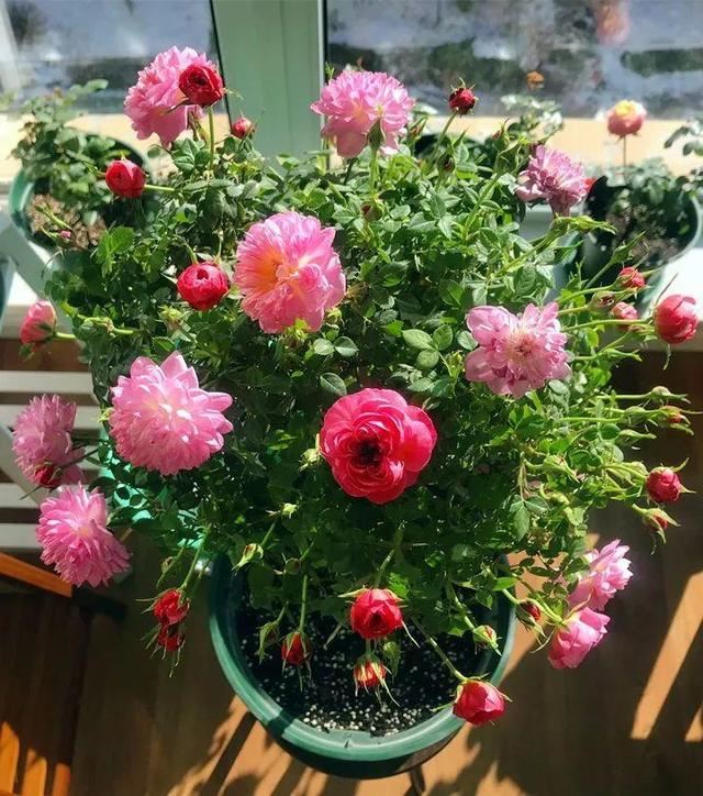 这10种花，年年收空盆，没点经验还真不敢养
