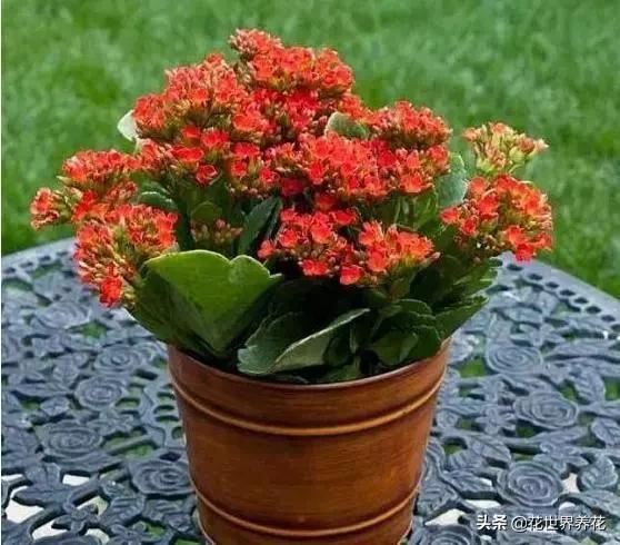 同样养的“开花机器”，为何别人花多压弯枝，而自家却越开越少？