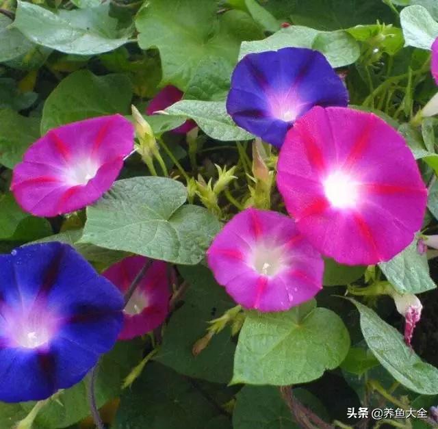 推荐10款花期超长的花卉，在家种上一盆，能看一年