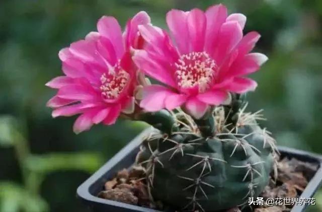 “4种花”最难养，1个月不浇水，才能花开满枝头，越懒越好