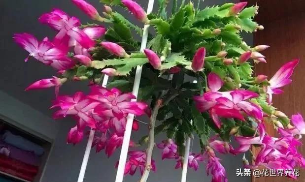 这“3种”,好养又漂亮,见的人都说“美” 这“3种”,好养又漂亮,见的人都说“美”