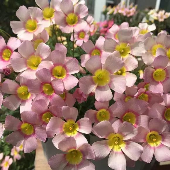 3种球丢盆里，一不小心花儿开满盆，四季花不断，美翻了