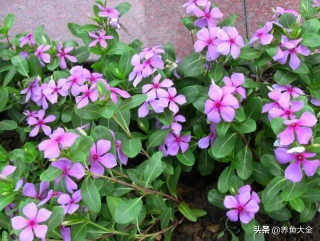 推荐10款花期超长的花卉，在家种上一盆，能看一年