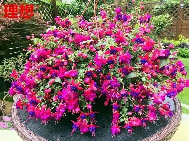 这10种花，年年收空盆，没点经验还真不敢养